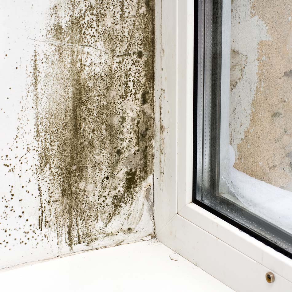 Mold Inspection