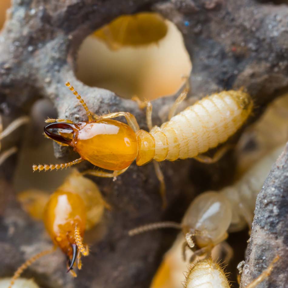 WDO Termite Inspection